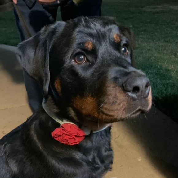 Meet your Posher, Tina - Picture 6 of 8